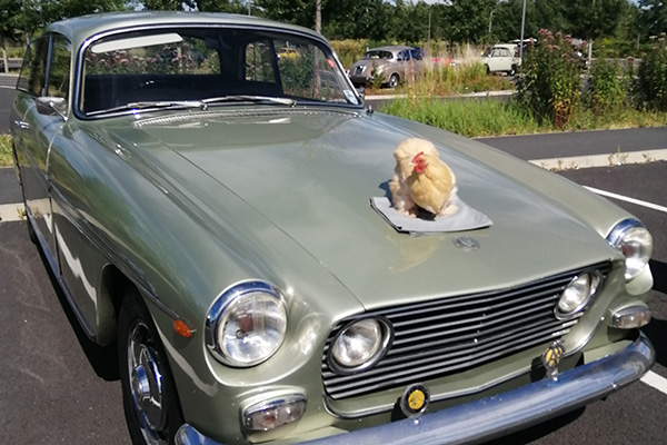 Buttercup the pekin bantam hen on the bonnet of a classic car