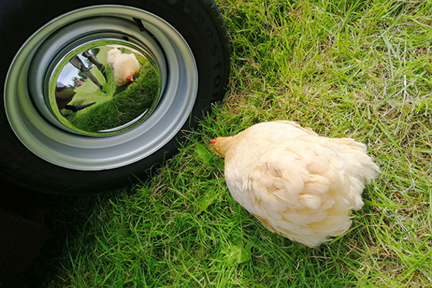 buttercup-the-pekin-bantam-hen-sitting-beside-a-reflective-car-wheel-hub