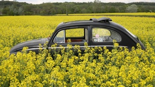 A black Beetle in a flower field