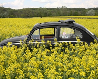 A black Beetle in a flower field