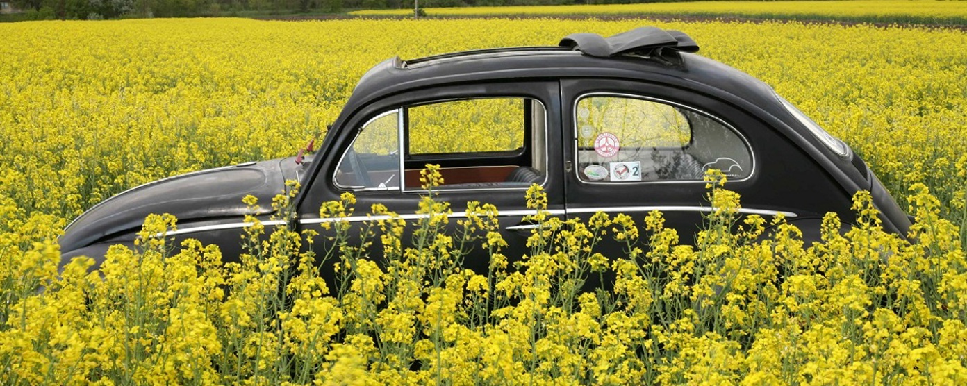 A black Beetle in a flower field