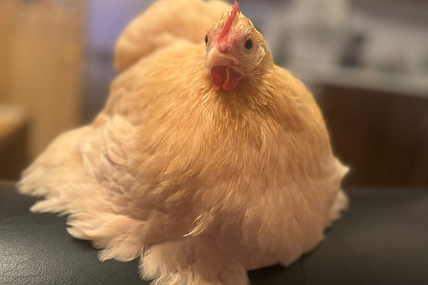 Buttercup the Pekin Bantam hen