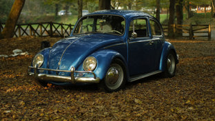hero_beetle_2 (1)