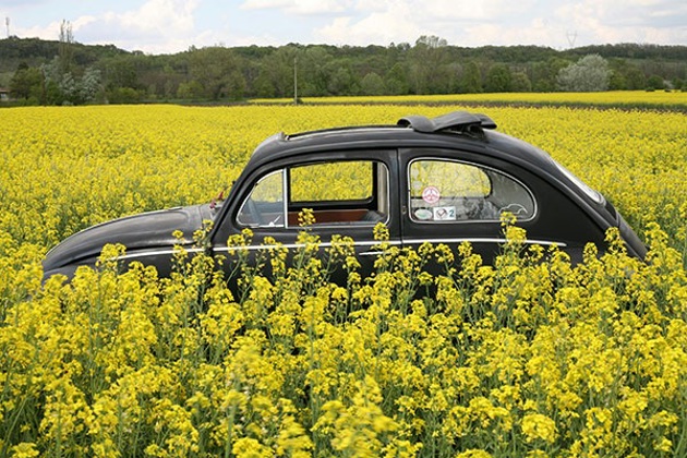 Black Beetle in a yellow field